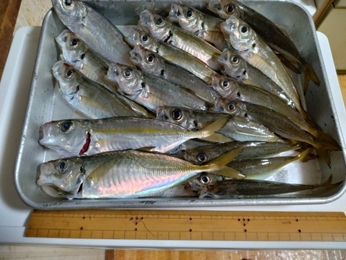 アジの釣果