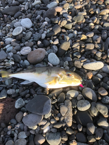 シロサバフグの釣果