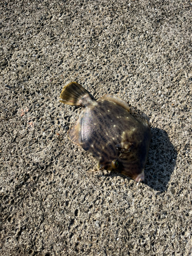 カワハギの釣果