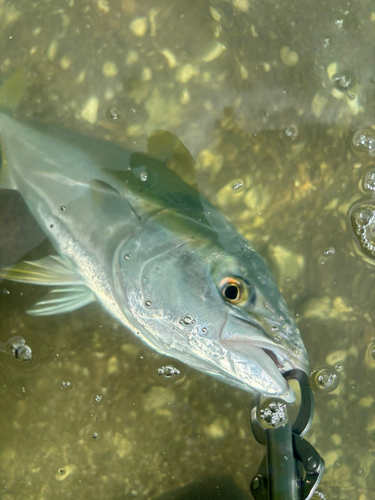 メジロの釣果