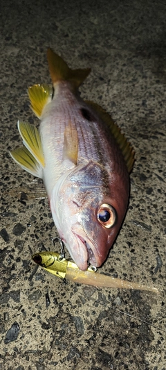 ヨコスジフエダイの釣果