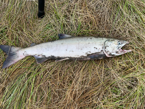 アキアジの釣果