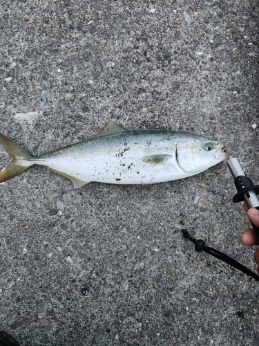 イナダの釣果