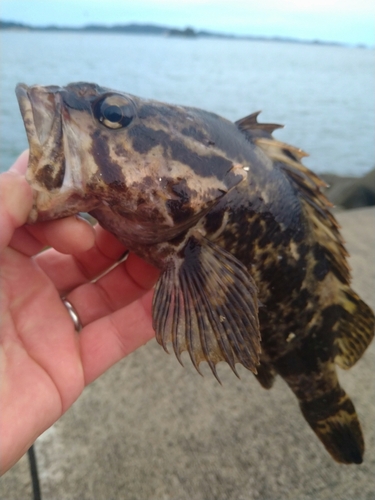 タケノコメバルの釣果