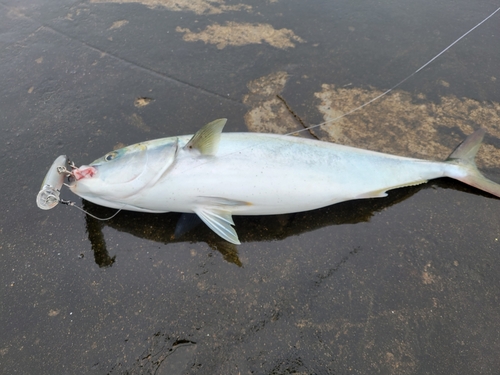 ショッコの釣果