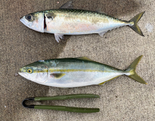 イナダの釣果