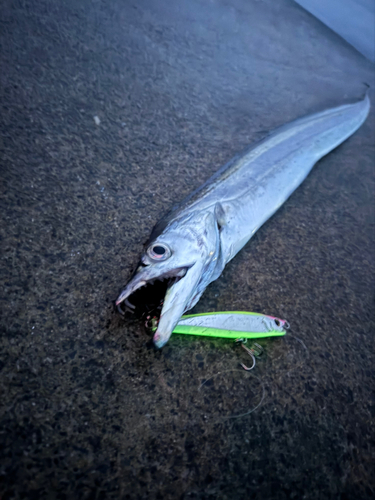 タチウオの釣果