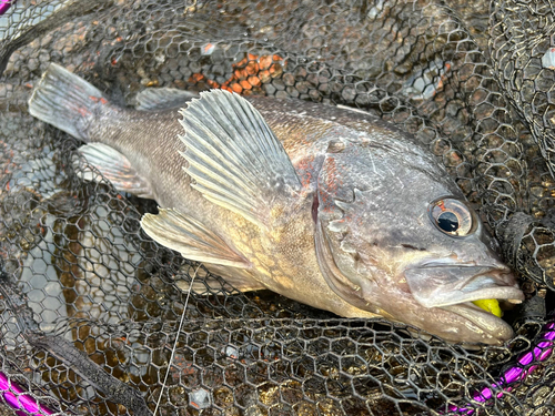 クロソイの釣果