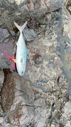 イナダの釣果