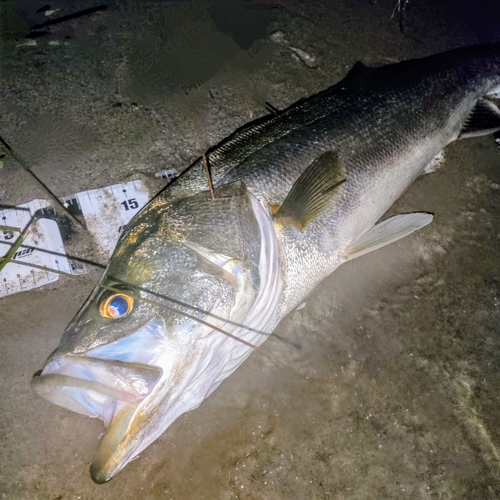 シーバスの釣果