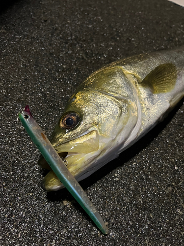 スズキの釣果