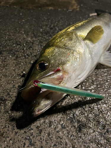 スズキの釣果