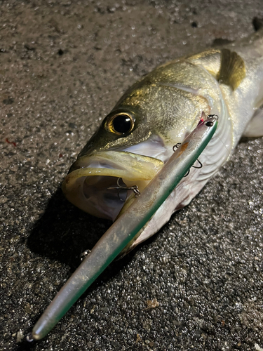 スズキの釣果