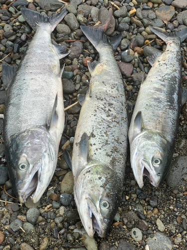 アキアジの釣果