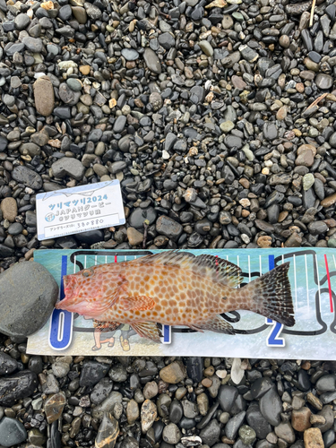 オオモンハタの釣果