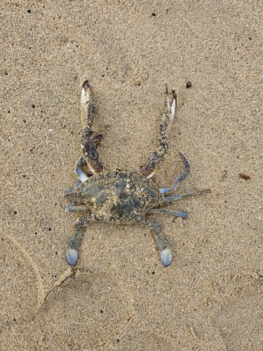 タイワンガザミの釣果