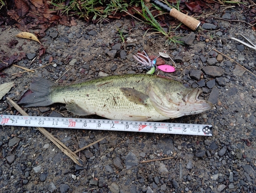 ブラックバスの釣果