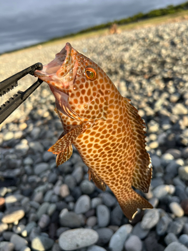 オオモンハタの釣果