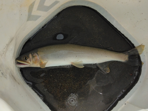 アユの釣果