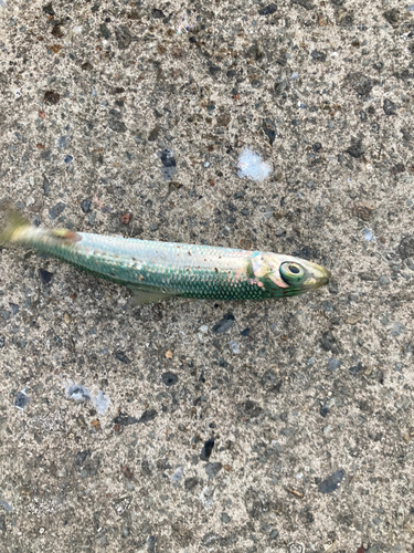 ウルメイワシの釣果