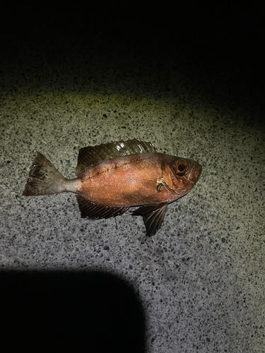 ホウセキキントキの釣果