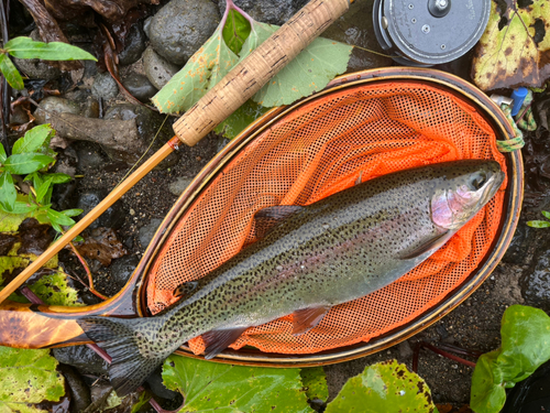 ニジマスの釣果