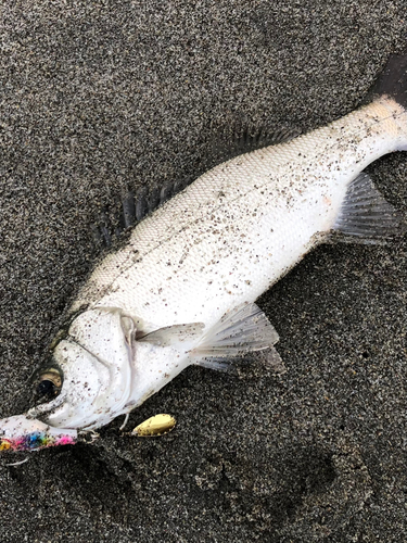 セイゴ（ヒラスズキ）の釣果