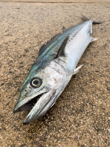 大浜釣り公園（金沢港ふれあい広場）