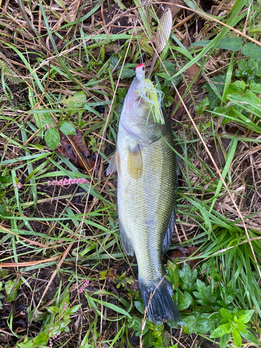 ラージマウスバスの釣果