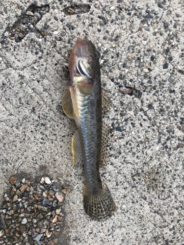 ハゼの釣果