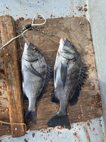 クロダイの釣果