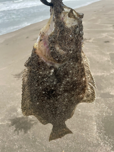 ソゲの釣果