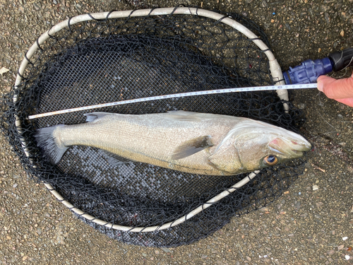 ヒラスズキの釣果