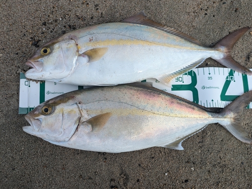 ショゴの釣果