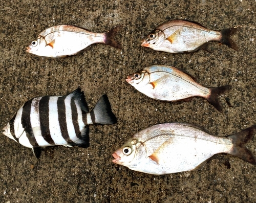 ウミタナゴの釣果