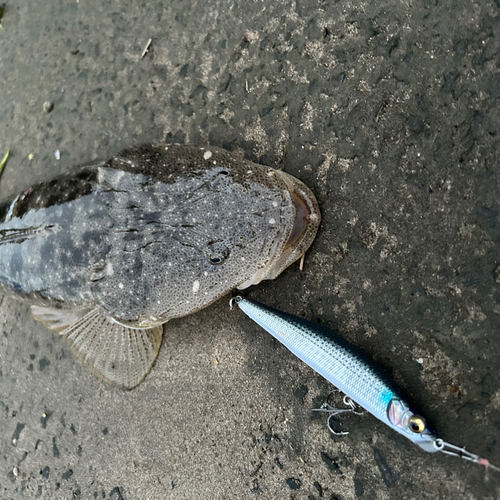 マゴチの釣果