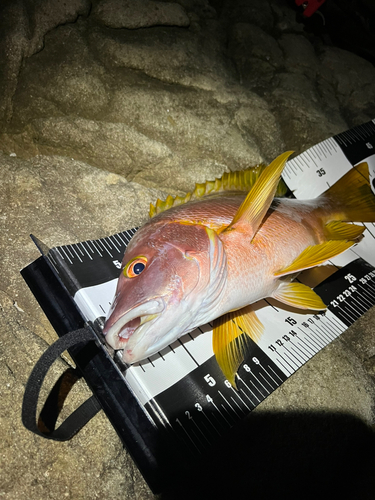 シブダイの釣果