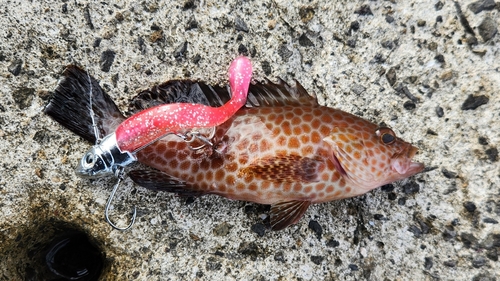 オオモンハタの釣果