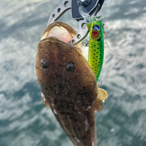 マゴチの釣果