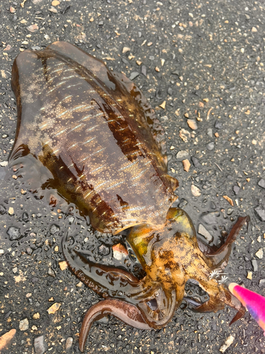 アオリイカの釣果