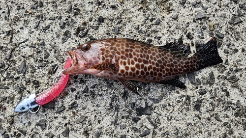 オオモンハタの釣果