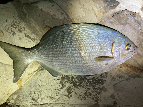 イスズミの釣果