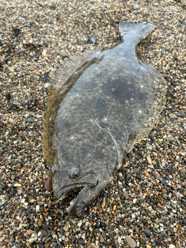 ヒラメの釣果