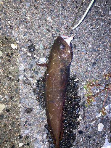 ドンコの釣果