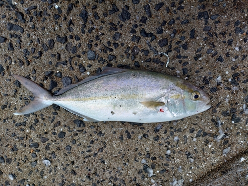 ネリゴの釣果