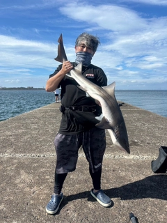 ドチザメの釣果