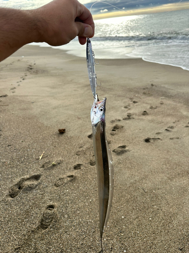 タチウオの釣果