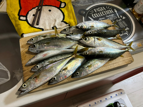 サバの釣果