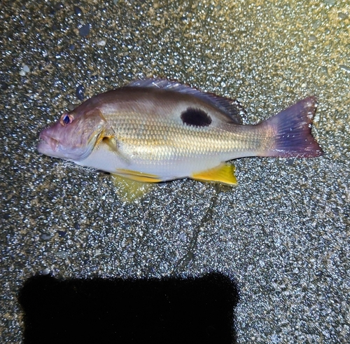 クロホシフエダイの釣果