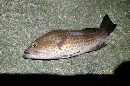 オオモンハタの釣果